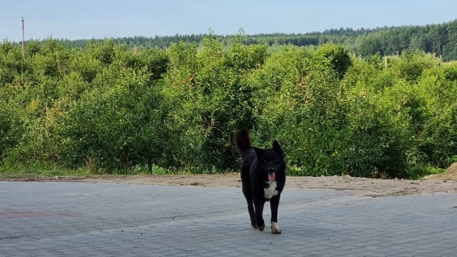 Tczew - Dwa duże psy zagryzły sarnę. "Kto będzie następny - dziecko?"
