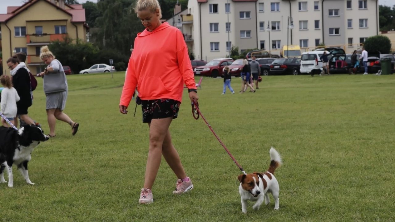 Tczew - Zawody Flyball, czyli wyścig psich sztafet