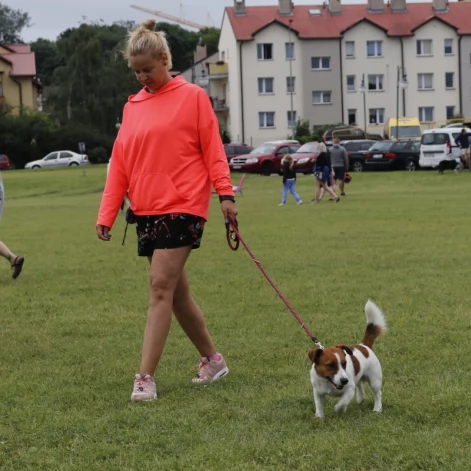 Tczew - Zawody Flyball, czyli wyścig psich sztafet