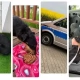 Tczew - Kulejący piesek przy ruchliwej trasie. Pomogli policjanci
