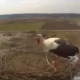 Tczew - Bociana możesz podejrzeć... w internecie