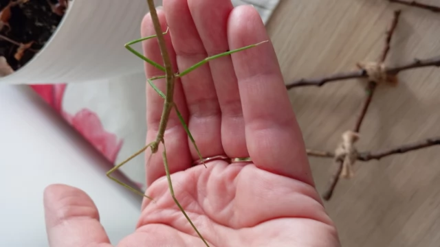 Tczew - Oddam 4 miesięczne patyczaki