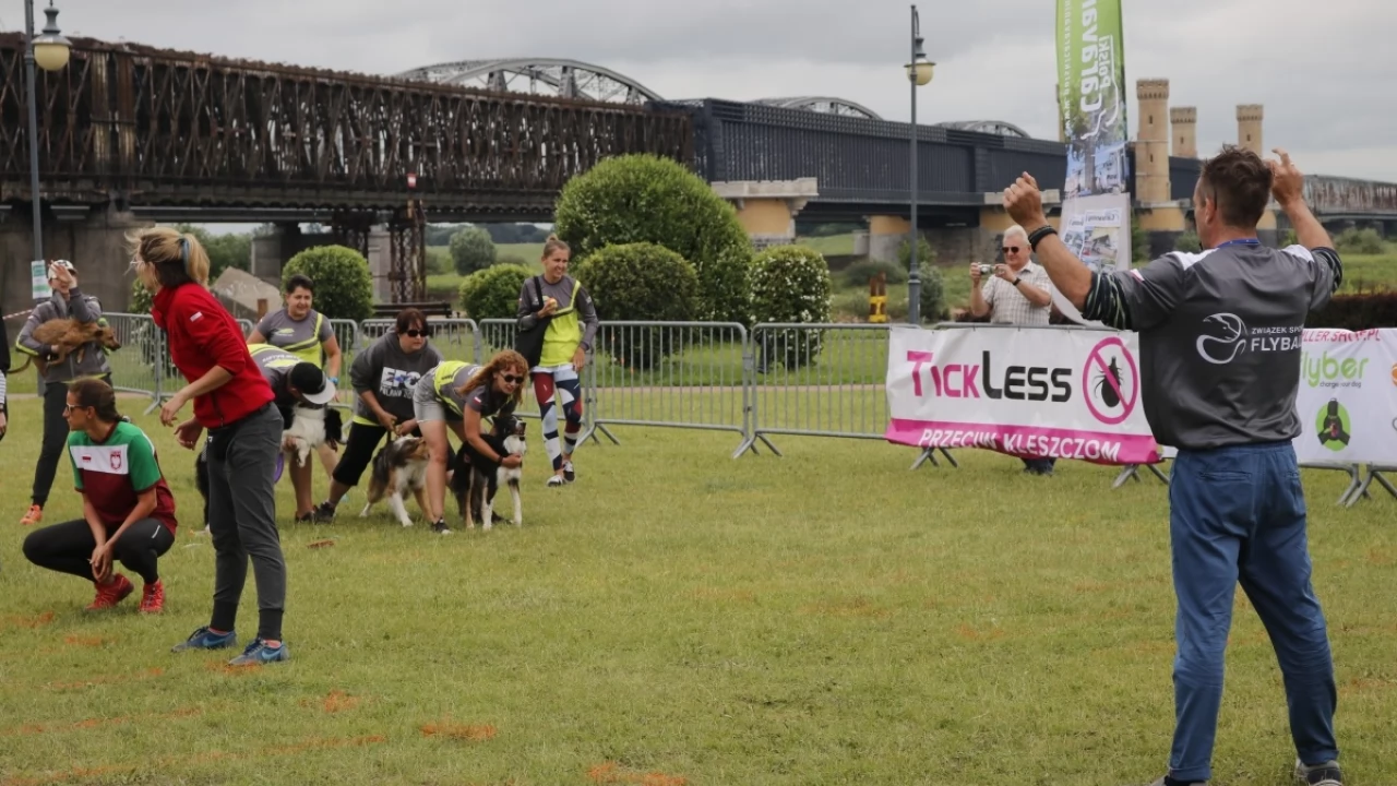 Tczew - Zawody Flyball, czyli wyścig psich sztafet
