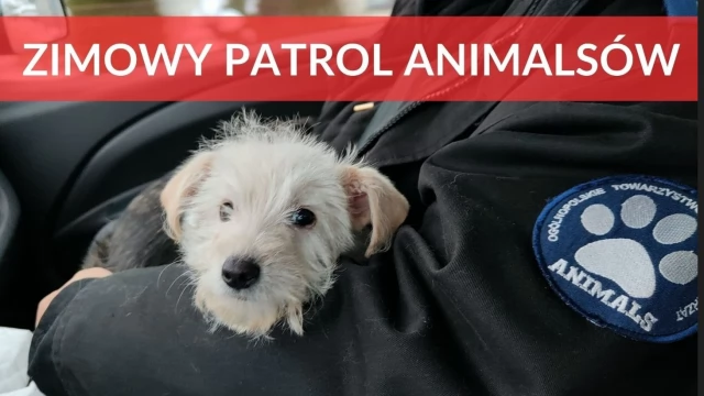Tczew - Ruszył Zimowy Patrol Animalsów - akcja, która ratuje życie czworonogom w województwie pomorskim!