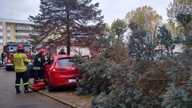 Tczew - Ul. Armii Krajowej. Po zderzeniu z osobówką drzewo spadło na spacerowicza [WIDEO]