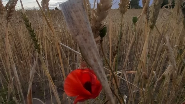 Tczew - Kociewie w obiektywie z okazji święta!