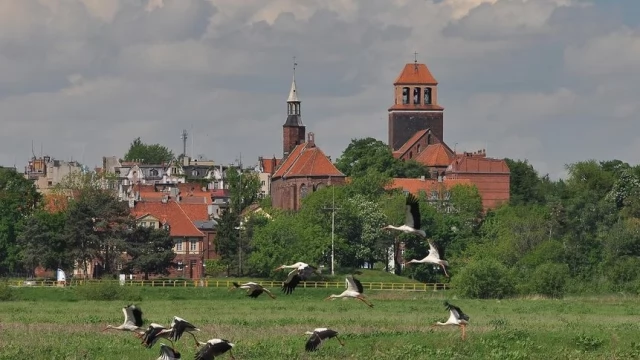 Tczew - Wybrano najpiękniejsze fotografie lata - zobacz niezwykłe ujęcia zwierząt