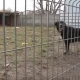 Tczew - Rita czeka na dom