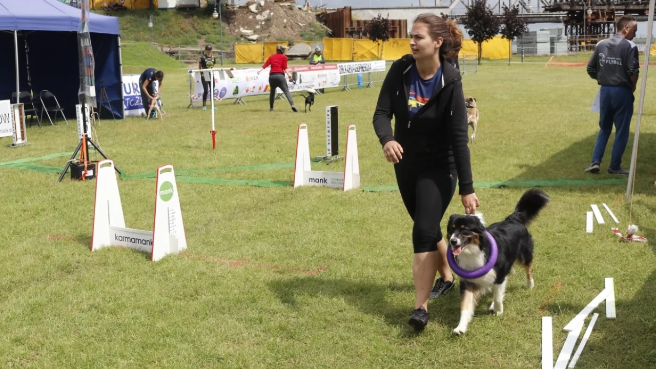 Tczew - Zawody Flyball, czyli wyścig psich sztafet