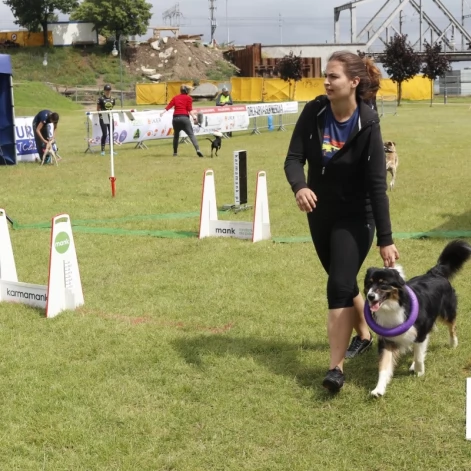 Tczew - Zawody Flyball, czyli wyścig psich sztafet
