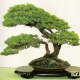 Tczew - Kradzież drzewek Bonsai