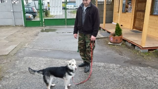 Tczew - Przerzucił psa przez płot, bo o pozbycie się zwierzaka poprosił kolega. Grożą mu nawet 2 lata więzienia