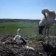 Tczew - Gniewko i Wisełka nie próżnują