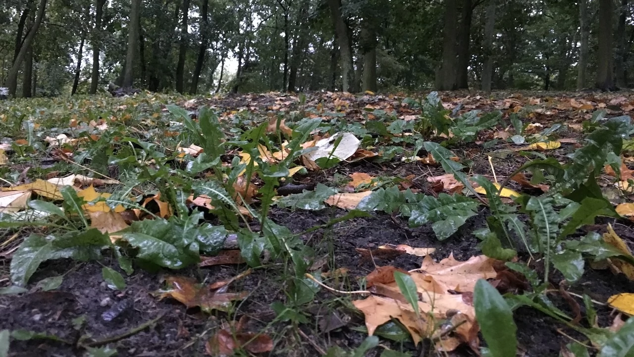 Tczew - Park Miejski jesienią z dnia 7.10.2016
