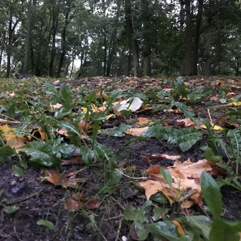 Tczew - Park Miejski jesienią z dnia 7.10.2016