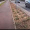 Tczew - Nowe nasadzenia zieleni na terenie Tczewa