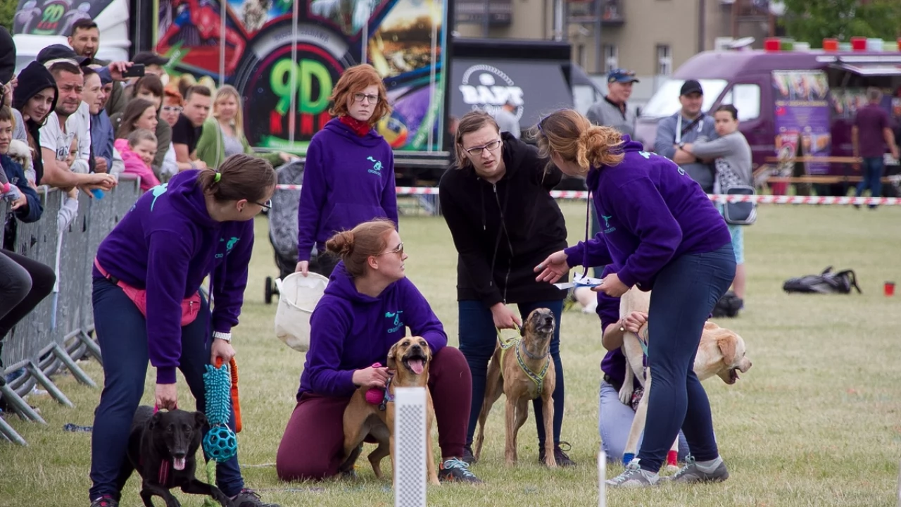 Tczew - Flyball - Wyścigi Psich Sztafet nad Wisłą