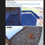 Tczew - Te niezwykle rzadkie ptaki bytują pod Tczewem. W gnieździe pojawiły się trzy jaja!