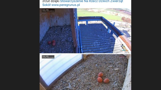 Tczew - Te niezwykle rzadkie ptaki bytują pod Tczewem. W gnieździe pojawiły się trzy jaja!