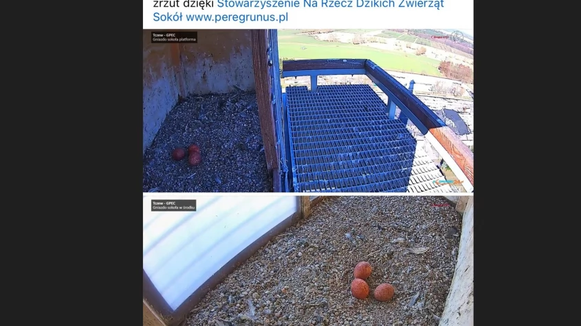Tczew - Te niezwykle rzadkie ptaki bytują pod Tczewem. W gnieździe pojawiły się trzy jaja!
