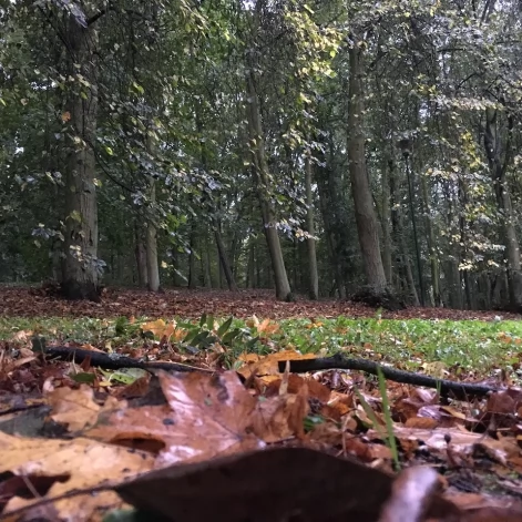 Tczew - Park Miejski jesienią z dnia 7.10.2016