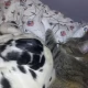Tczew - Umierają po cichu... Dbajmy o koty, szczególnie zimą