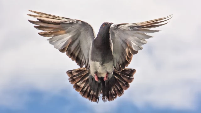 Tczew - Tczew w strefie objętej zakażeniem wirusem ptasiej grypy