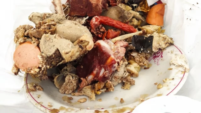 Tczew - Problem z bezpańskimi kotami na Zamkowej. Ktoś pomoże?