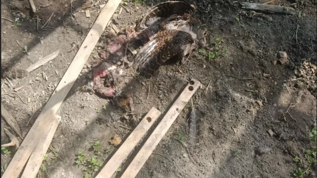 Tczew - Rzeź na Czyżykowie. Zagryziony kot, kury i bażanty