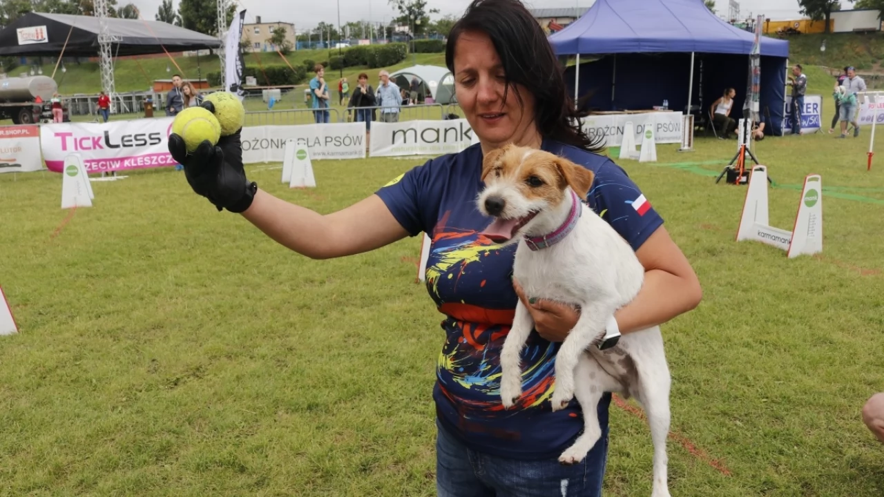 Tczew - Zawody Flyball, czyli wyścig psich sztafet
