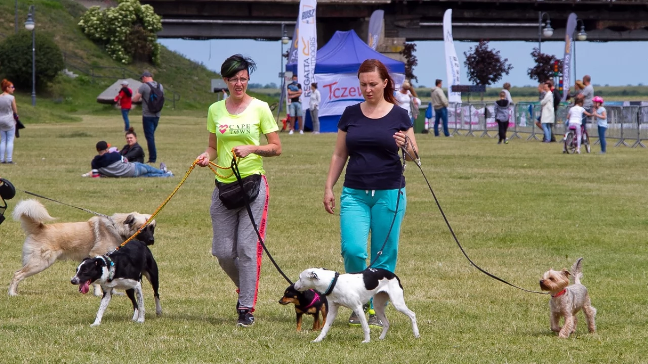 Tczew - Flyball - Wyścigi Psich Sztafet nad Wisłą