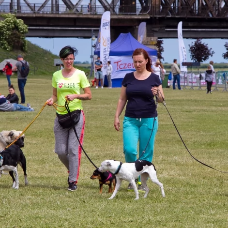 Tczew - Flyball - Wyścigi Psich Sztafet nad Wisłą