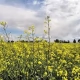 Tczew - Polska nadal wśród unijnych liderów producentów owoców i warzyw