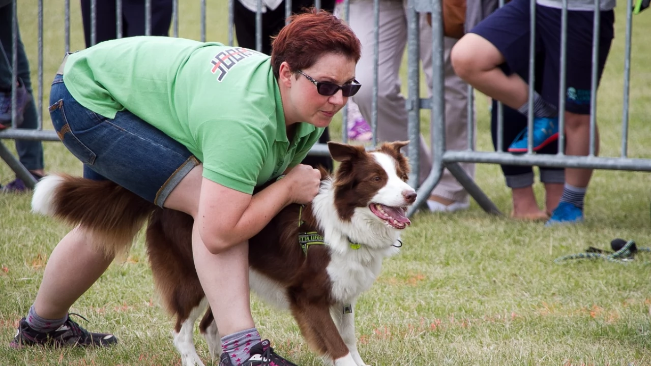Tczew - Flyball - Wyścigi Psich Sztafet nad Wisłą
