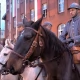 Tczew - "To już 100 lat - Chwała Hallerczykom". Tak Tczew świętował