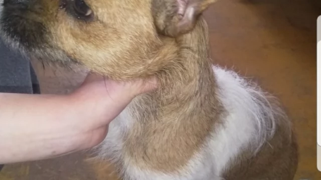 Tczew - Znaleźli psa przywiązanego do barierki, wcześniej w internecie pojawiło się ogłoszenie