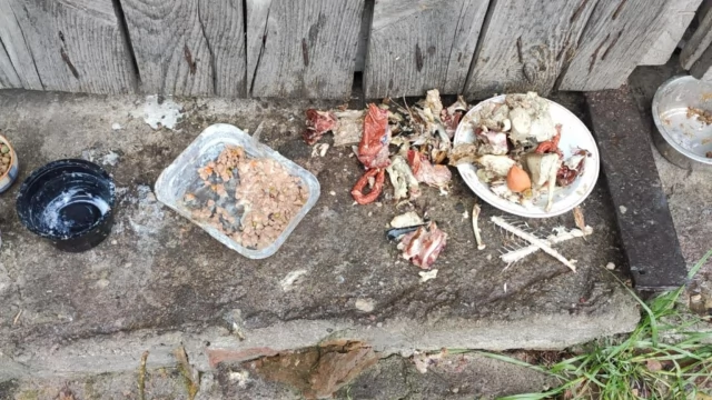 Tczew - Problem z bezpańskimi kotami na Zamkowej. Ktoś pomoże?