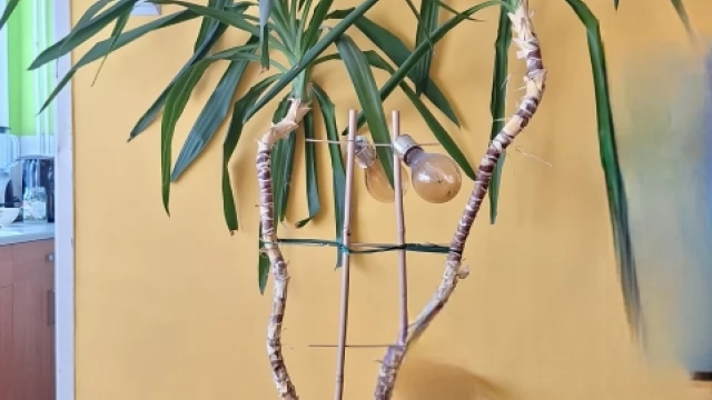 Tczew - Duża roślina doniczkowa - Dracaena (~160 cm)
