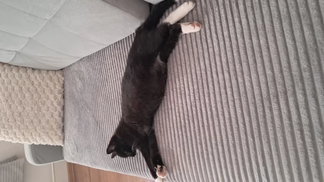 Tczew - Oddam kotkę