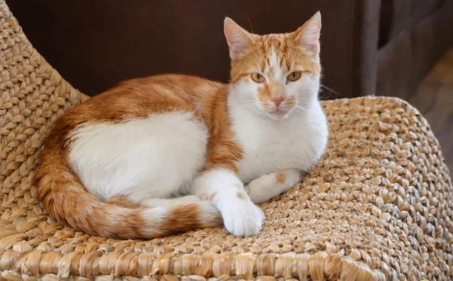 Tczew - Pomorskie dla Zwierząt 2026. Nowa inicjatywa, która pomoże ograniczyć bezdomność kotów