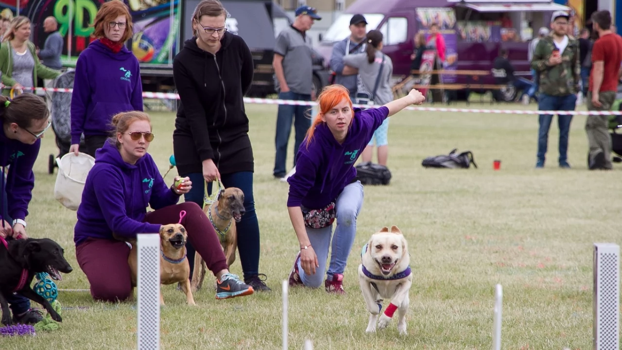 Tczew - Flyball - Wyścigi Psich Sztafet nad Wisłą
