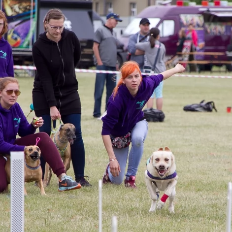 Tczew - Flyball - Wyścigi Psich Sztafet nad Wisłą