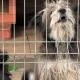 Tczew - Psy i koty też świętują! Wigilia w tczewskim azylu