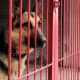 Tczew - Październik miesiącem zwierząt. A tu wciąż przykłady bestialstwa