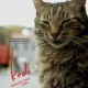 Tczew - Kino Konesera. Kedi - sekretne życie kotów