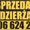 Tczew - Sprzedam lokal usługowy w świetnej lokalizacji