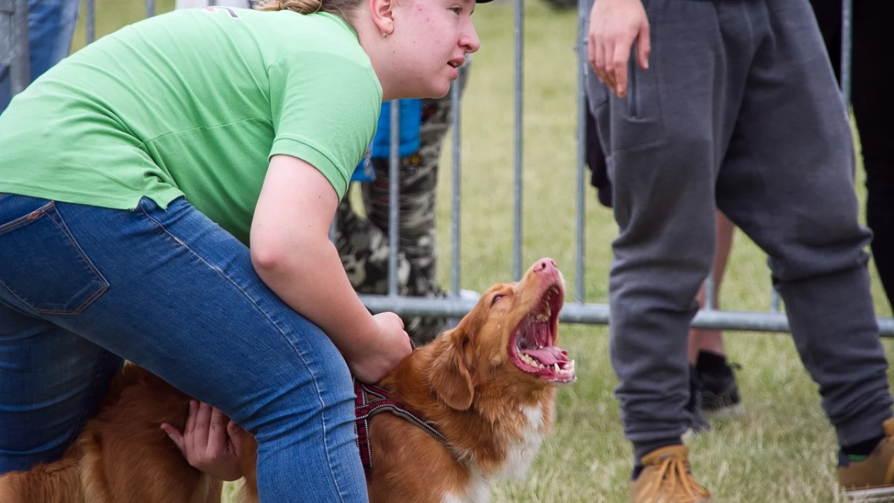 Tczew - Flyball - Wyścigi Psich Sztafet nad Wisłą