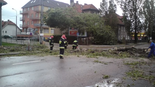 Tczew - Powalone drzewa na Gdańskiej