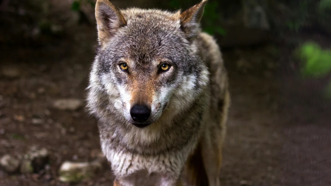 Wilki coraz częściej pojawiają się w pobliżu ludzi - warto wiedzieć, jak się zachować