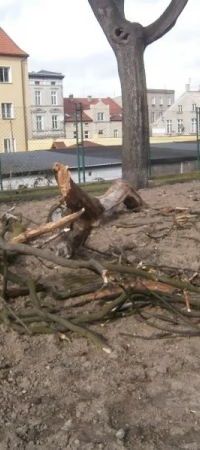 Połamane drzewo na skwerku przy ul. ks. Ściegiennego